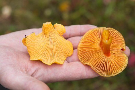 Kantarell eller ikke