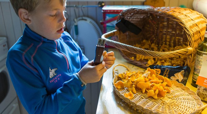 Med nese for kantarell